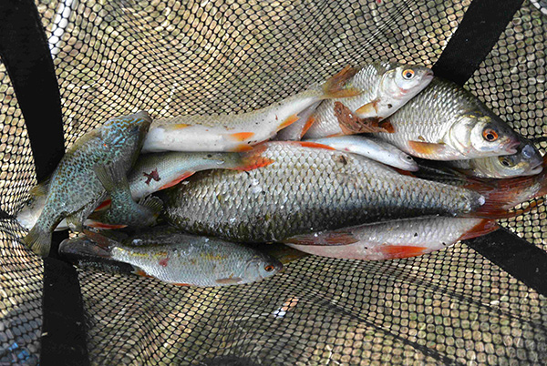 Concours de peche a Hericy sur Seine