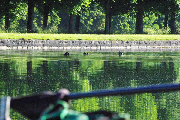 Concours de peche au grand canal de fontainebleau