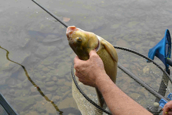 Concours de peche a samois sur seine