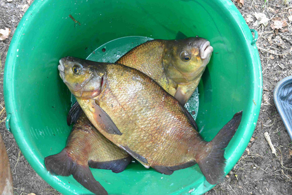 Concours de peche a samois sur seine 2016