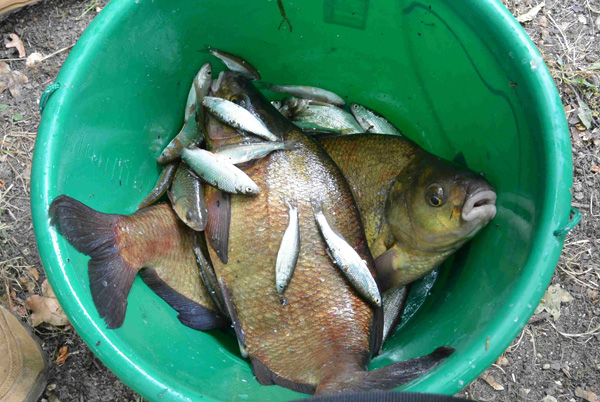 Concours de peche a samois sur seine 2016