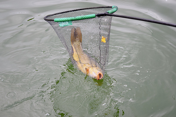 Concours de peche au grand canal de fontainebleau 2019