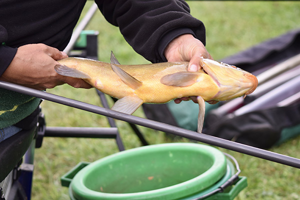 Concours de peche au grand canal de fontainebleau 2019