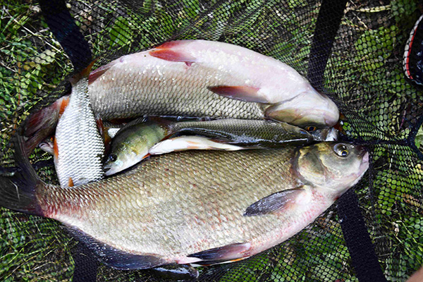 concours de peche a Samois sur Seine