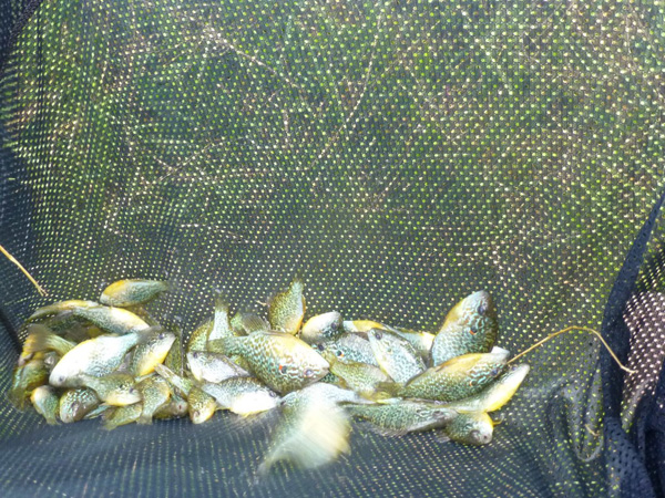 Concours de pêche au grand canal de fontainebleau