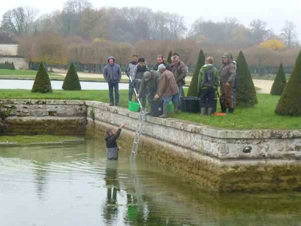 Rempoissonnement du grand canal de fontainebleau