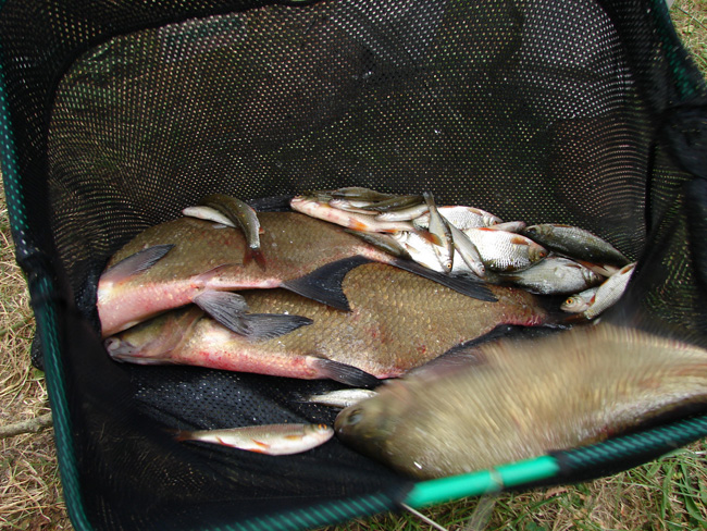 Concours de pêche a Samois