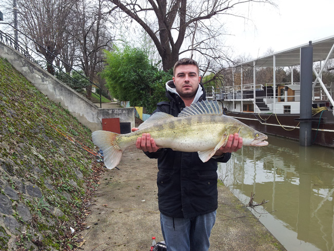 prise de sandre