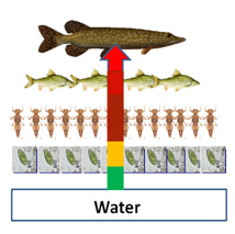 schema de bio accumulation