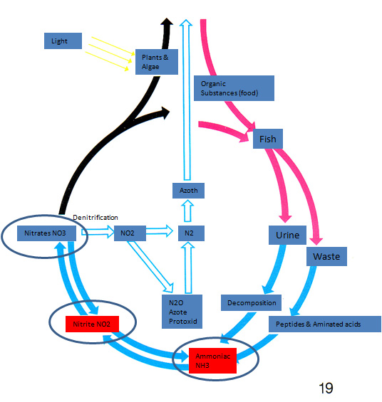 cycle de l'azote