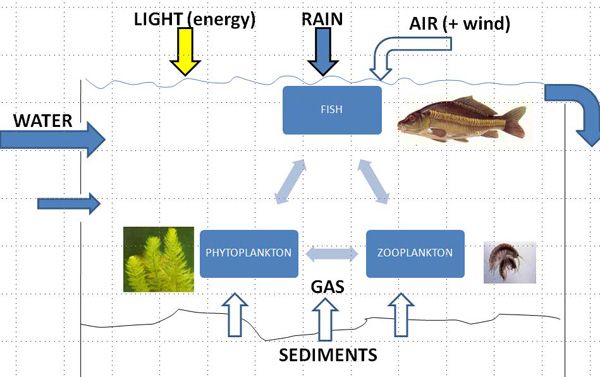 schéma d'ecosysteme