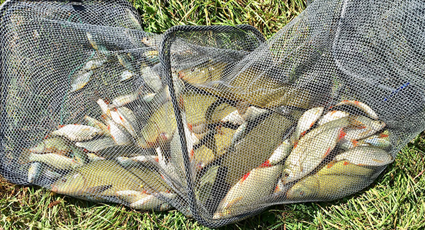 prise des gardons au grand canal de fontainebleau